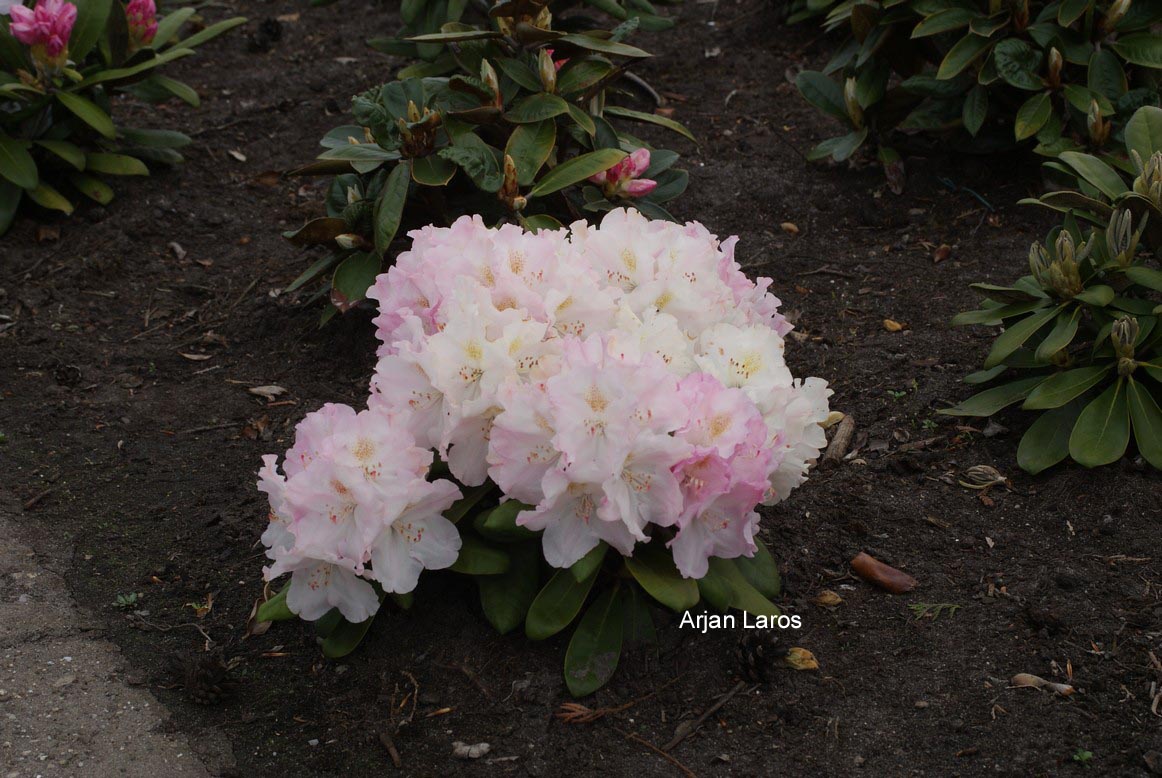 Rhododendron 'Ken Janeck'