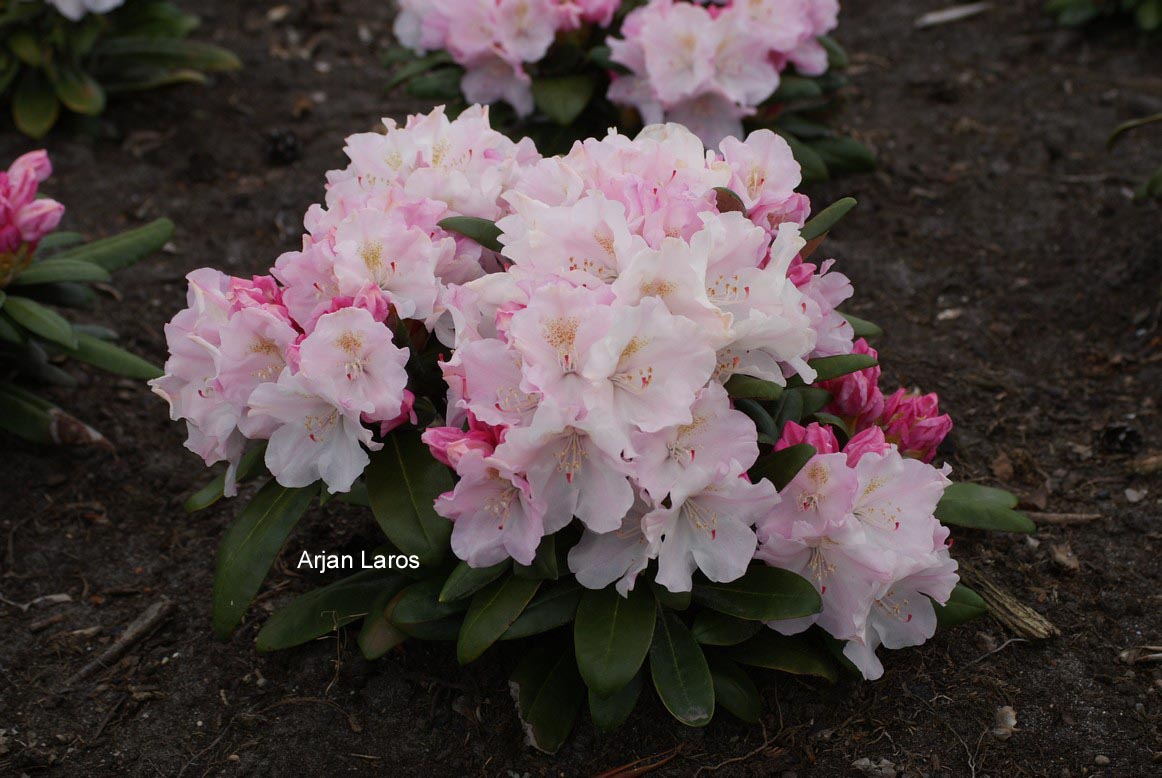 Rhododendron yakushimanum