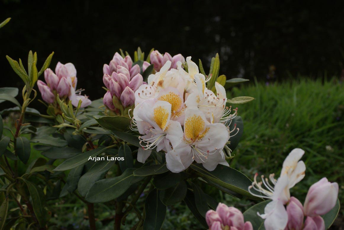 Rhododendron 'Mrs. J.G. Millais'