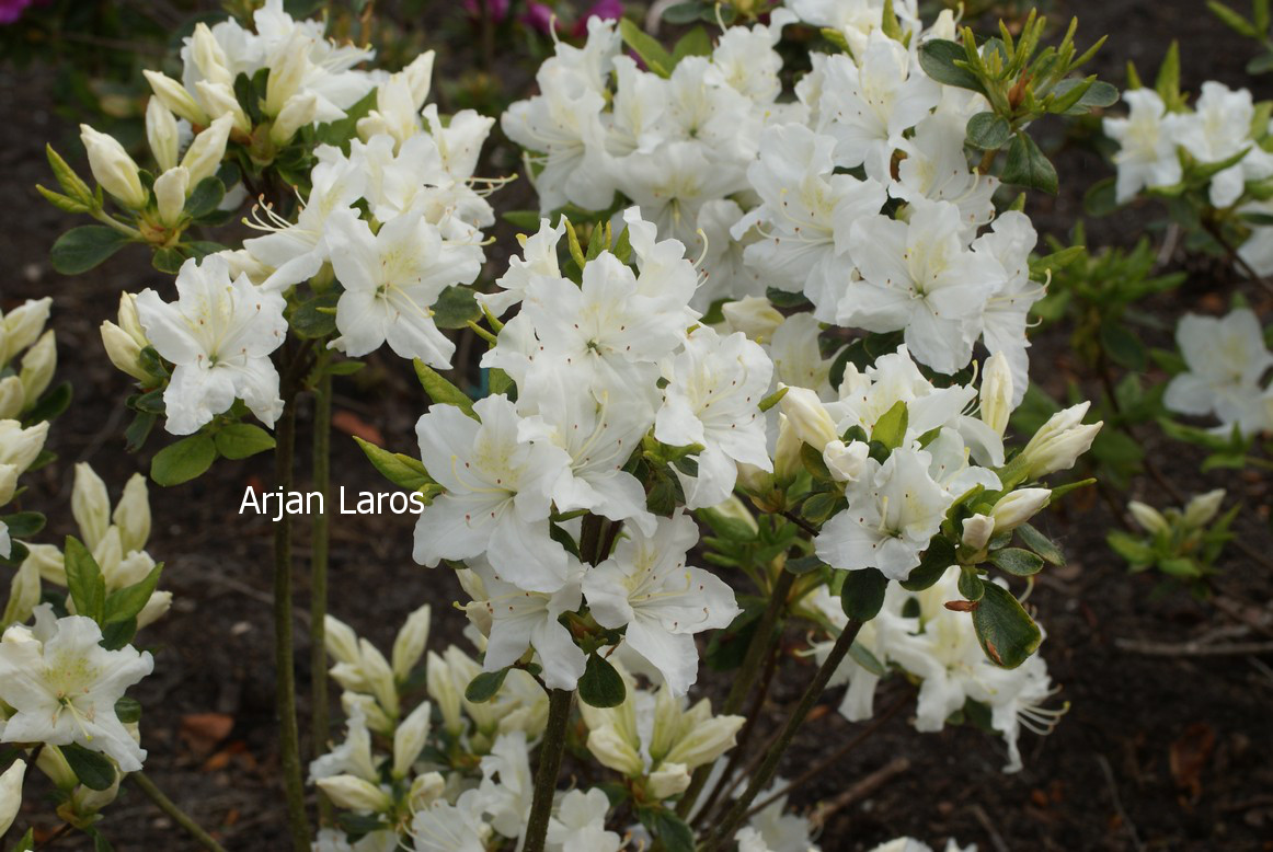 Azalea 'Schneeglanz'