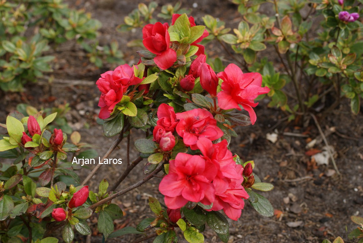 Azalea 'Fridoline'