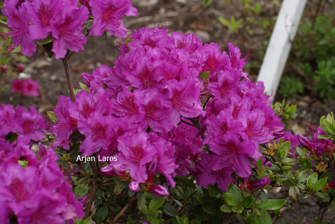 Azalea 'Königstein'