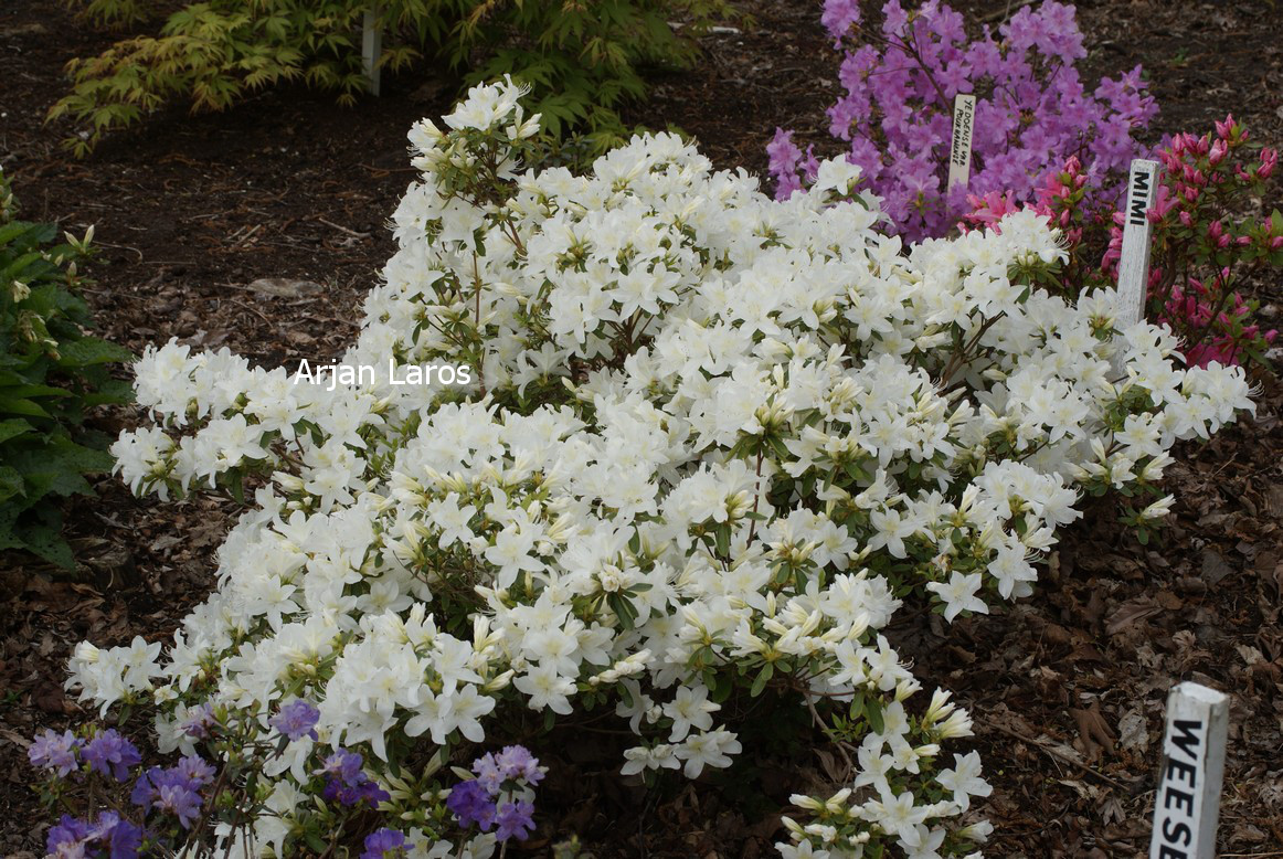 Azalea 'Palestrina'