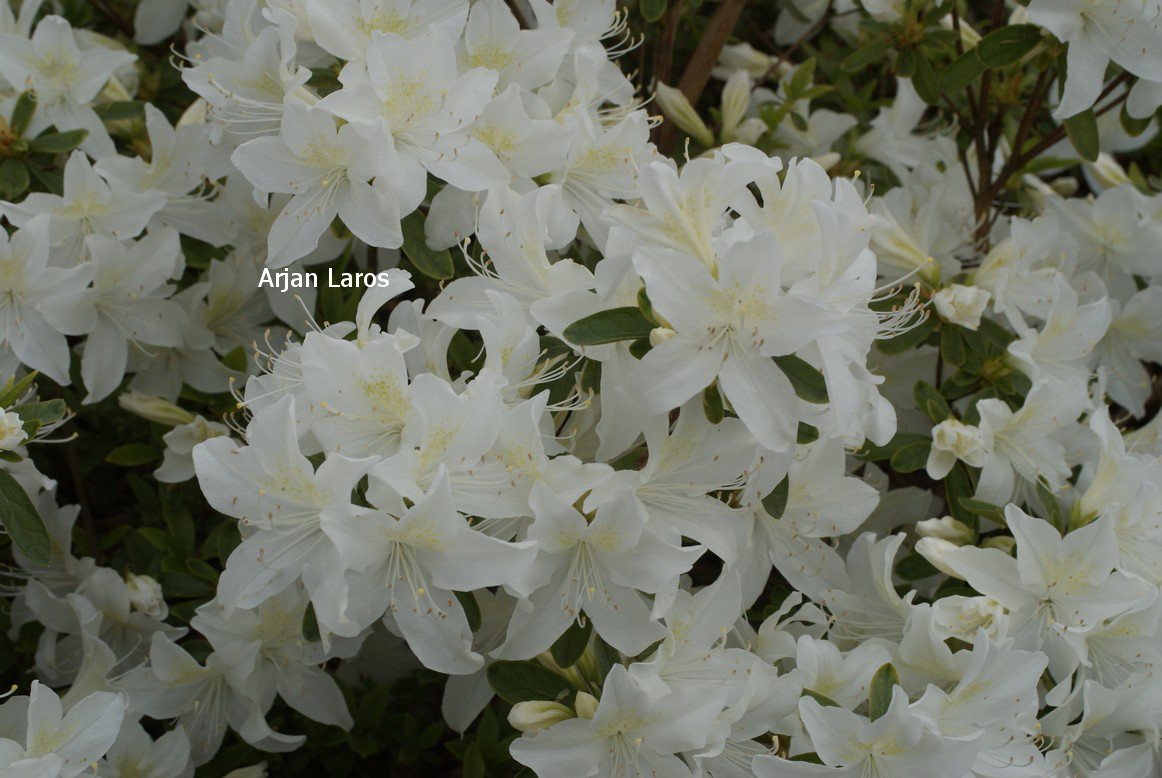 Azalea 'Palestrina'