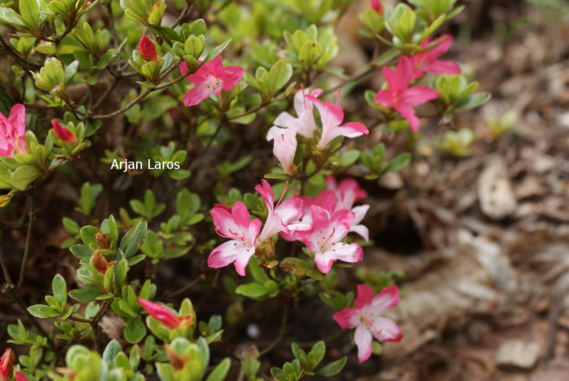 Azalea 'Izumi no mai'
