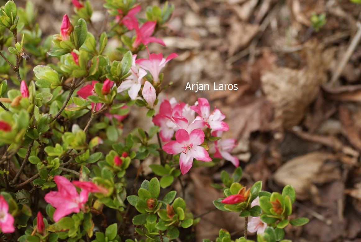 Azalea 'Izumi no mai'