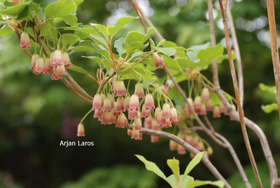 Enkianthus chinensis