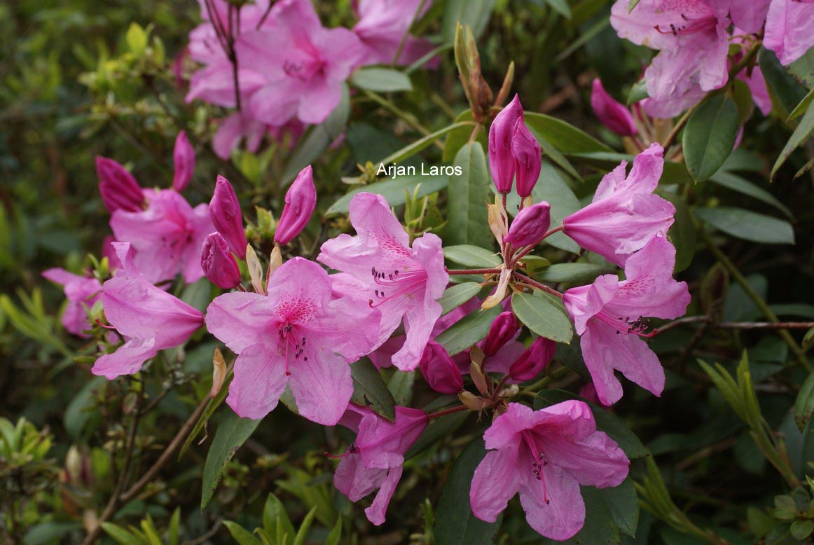 Rhododendron 'Azaleoides'