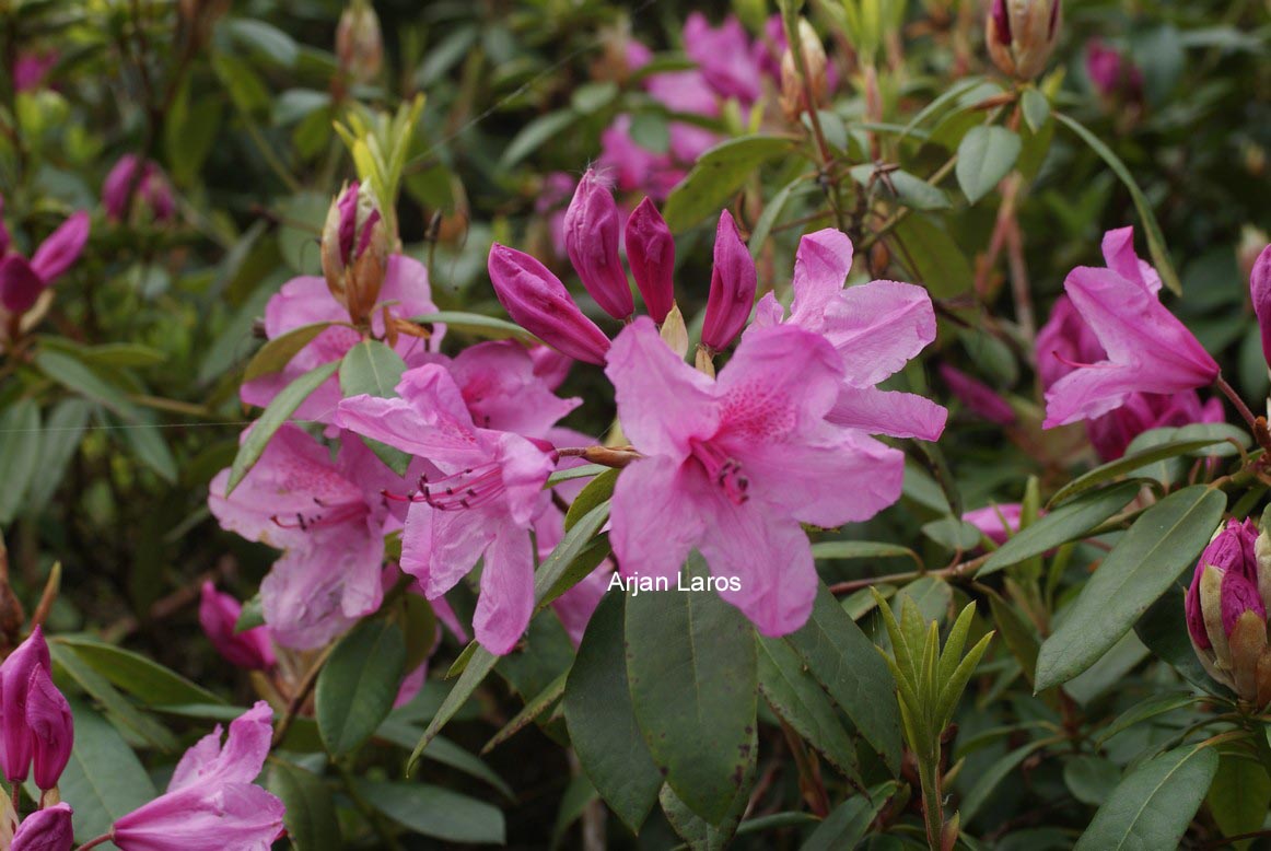 Rhododendron 'Azaleoides'