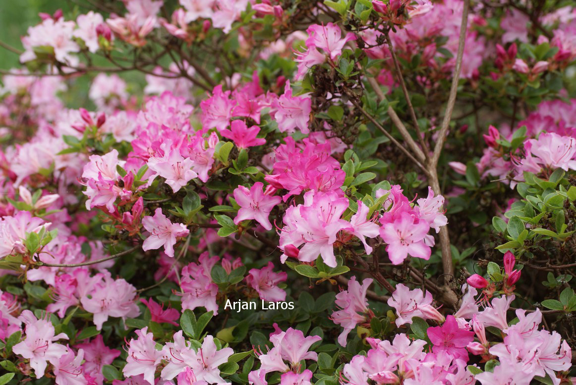 Azalea 'Kome kulshan'