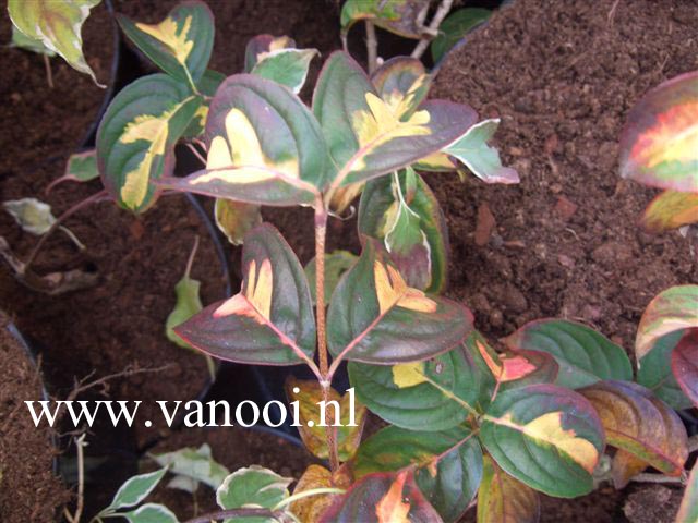 Cornus kousa 'Gold Cup'