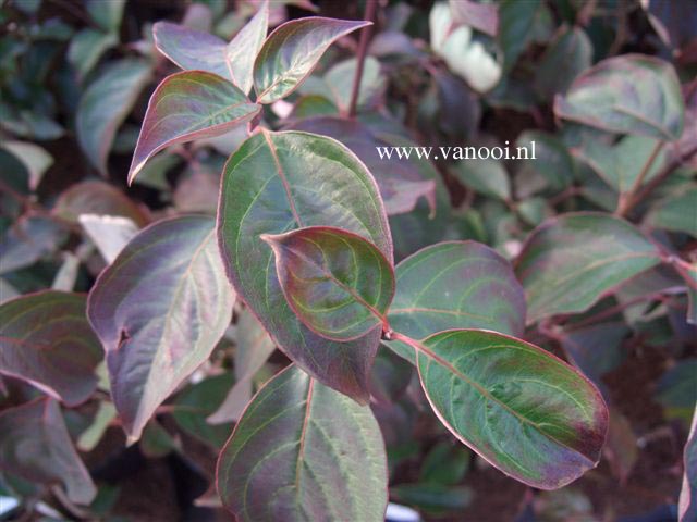 Cornus 'Rutdan' (CELESTIAL / GALAXY)