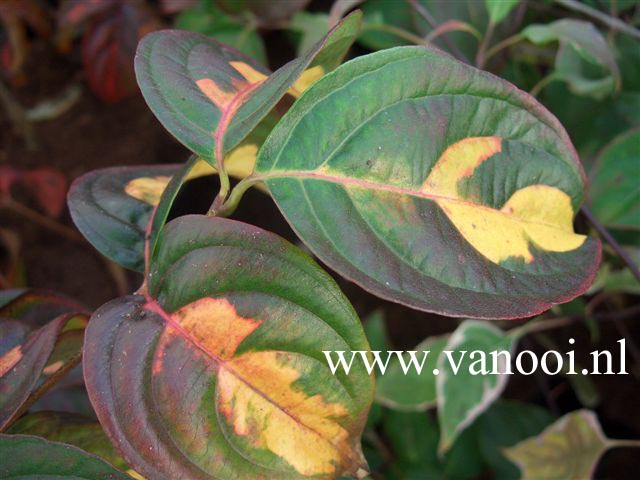 Cornus kousa 'Gold Cup'