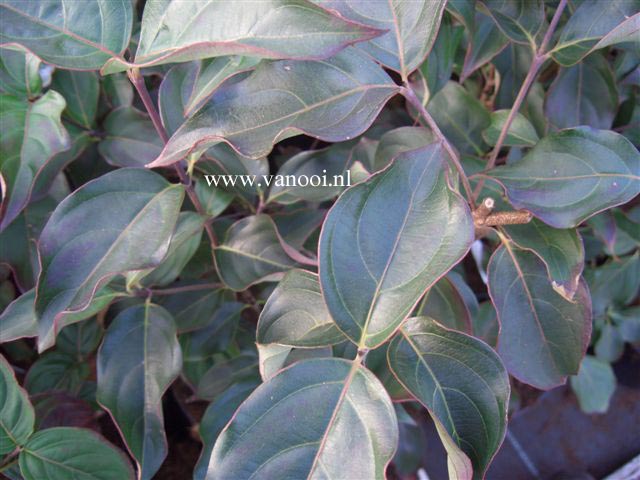 Cornus kousa 'John Slocock'