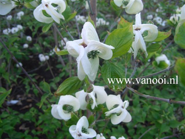 Cornus florida 'White Cloud'