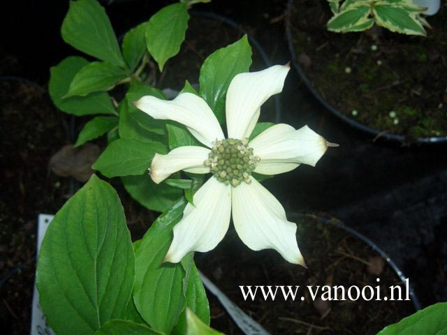 Cornus nuttallii 'Portlemouth'
