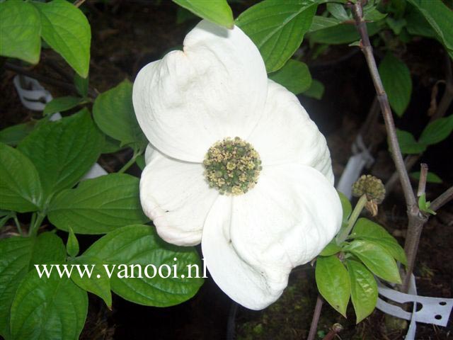 Cornus nuttallii 'Pink Blush'