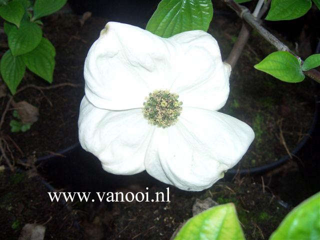 Cornus nuttallii 'Pink Blush'