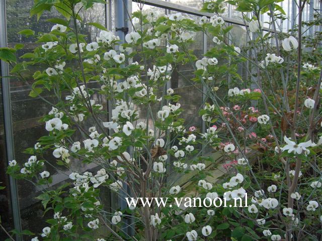 Cornus florida 'White Cloud'