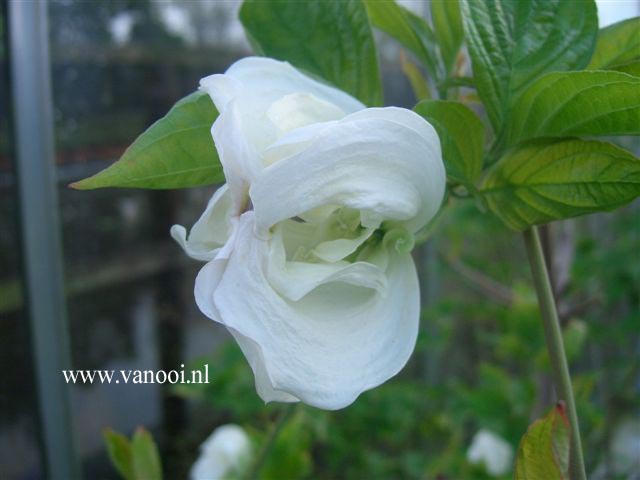 Cornus florida 'Cloud Nine'