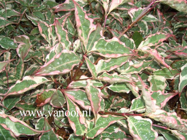 Cornus kousa 'Wolf's Eye'