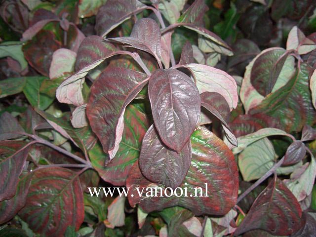 Cornus florida 'Red Giant'