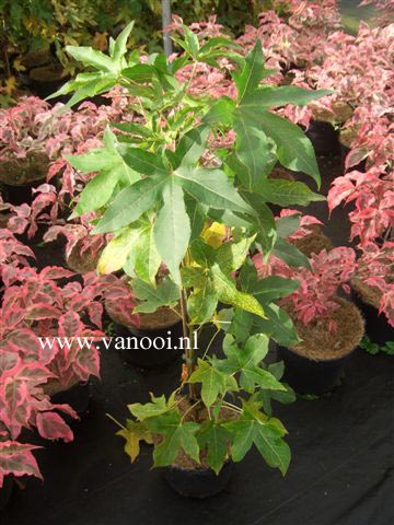 Liquidambar styraciflua 'Slender Silhouet'