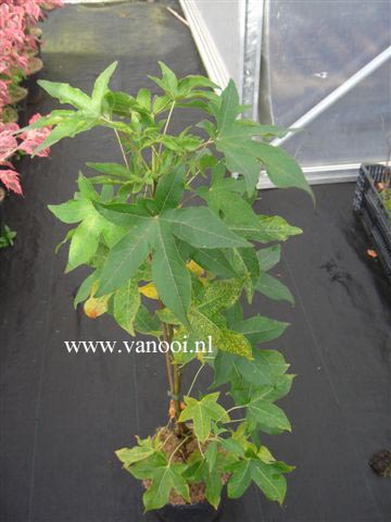 Liquidambar styraciflua 'Slender Silhouet'