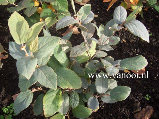 Fothergilla gardenii 'Blue Mist'