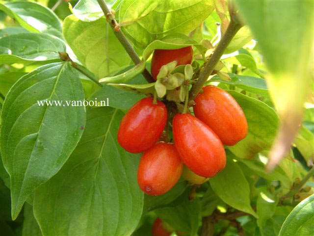 Cornus mas 'Aurea'