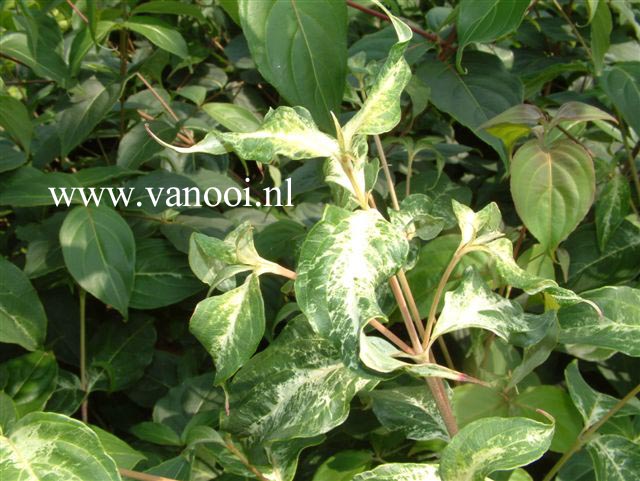Cornus kousa 'Robert's Selectie'