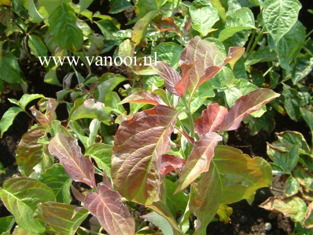 Cornus florida 'Red Giant'