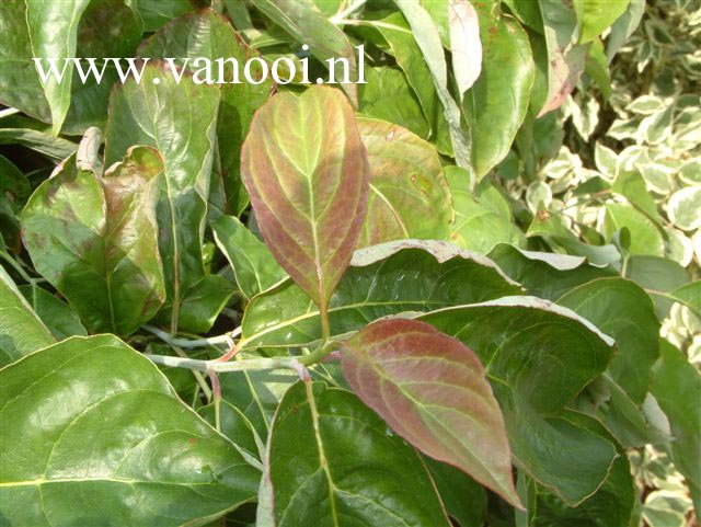 Cornus florida 'Cherokee Brave'