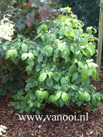 Cornus florida 'White Cloud'