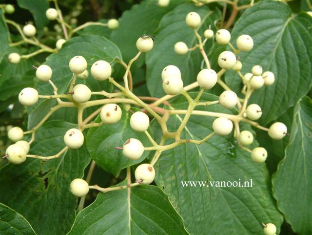 Cornus controversa