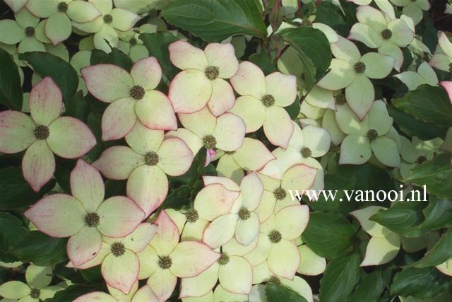 Cornus kousa 'Wieting's Select'