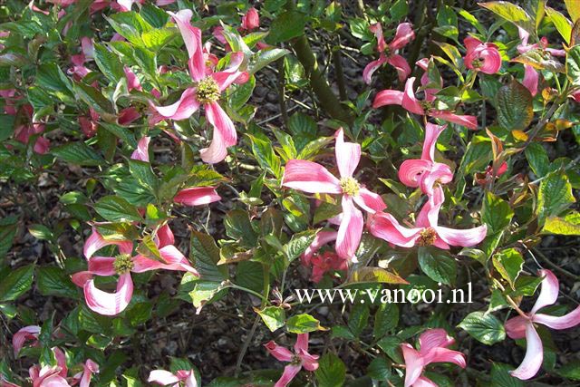 Cornus florida 'Purple Glory'