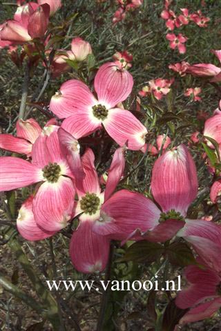 Cornus florida 'Cherokee Chief'