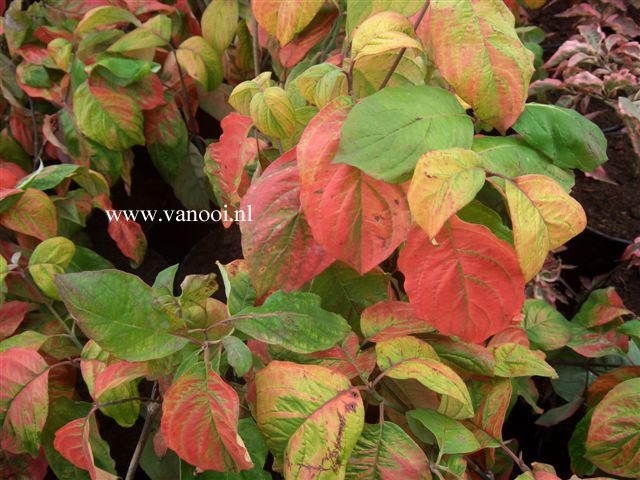 Cornus florida 'Daniela'