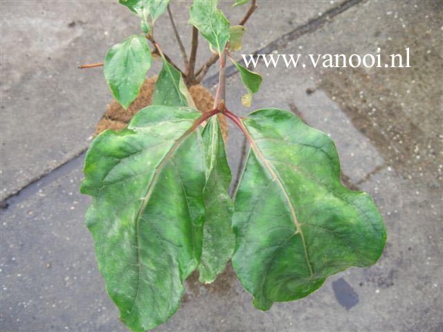 Cornus nuttallii 'Portlemouth'