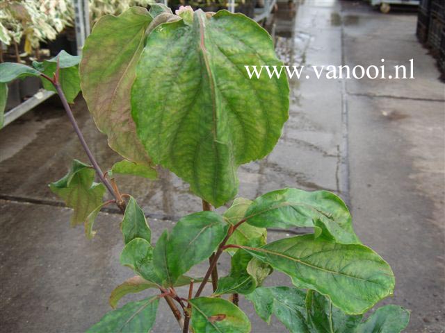 Cornus nuttallii 'Portlemouth'