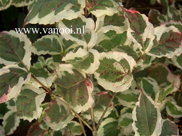 Cornus kousa 'Silver Pheasant'