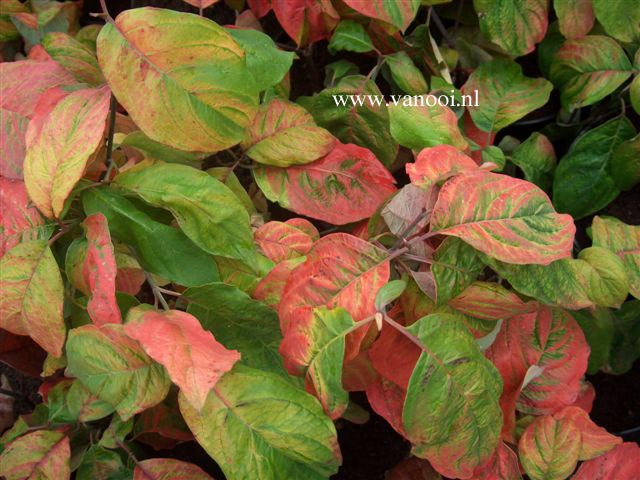 Cornus florida 'Daniela'