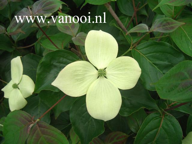 Cornus kousa 'National'