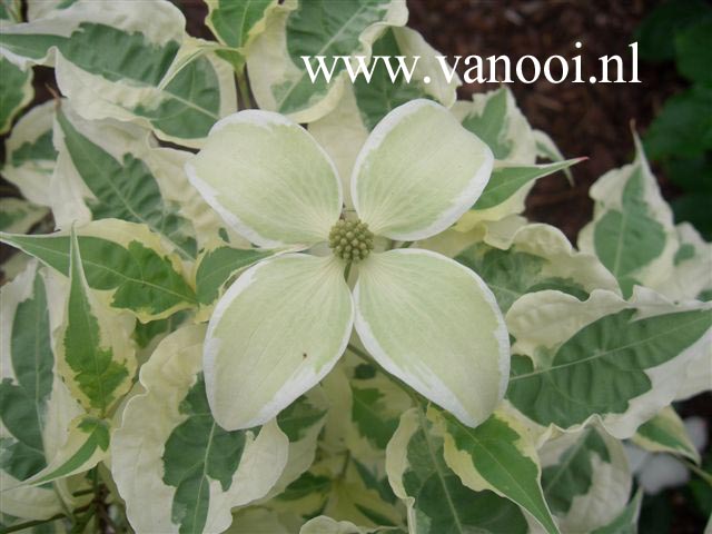 Cornus kousa 'Laura'