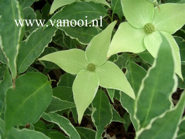 Cornus kousa 'Peve Foggy'