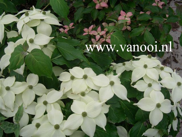 Cornus kousa 'Nicole'