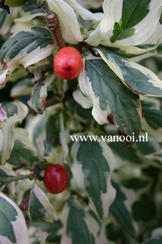 Cornus mas 'Variegata'