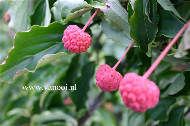 Cornus kousa 'Wieting's Select'