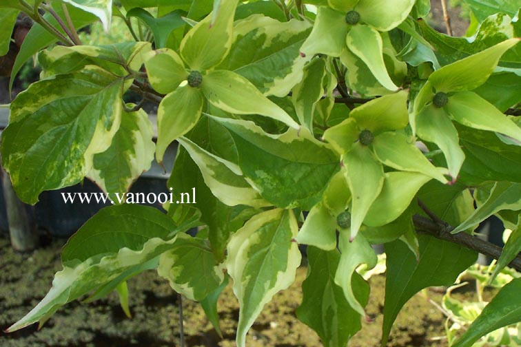 Cornus kousa 'Kim'